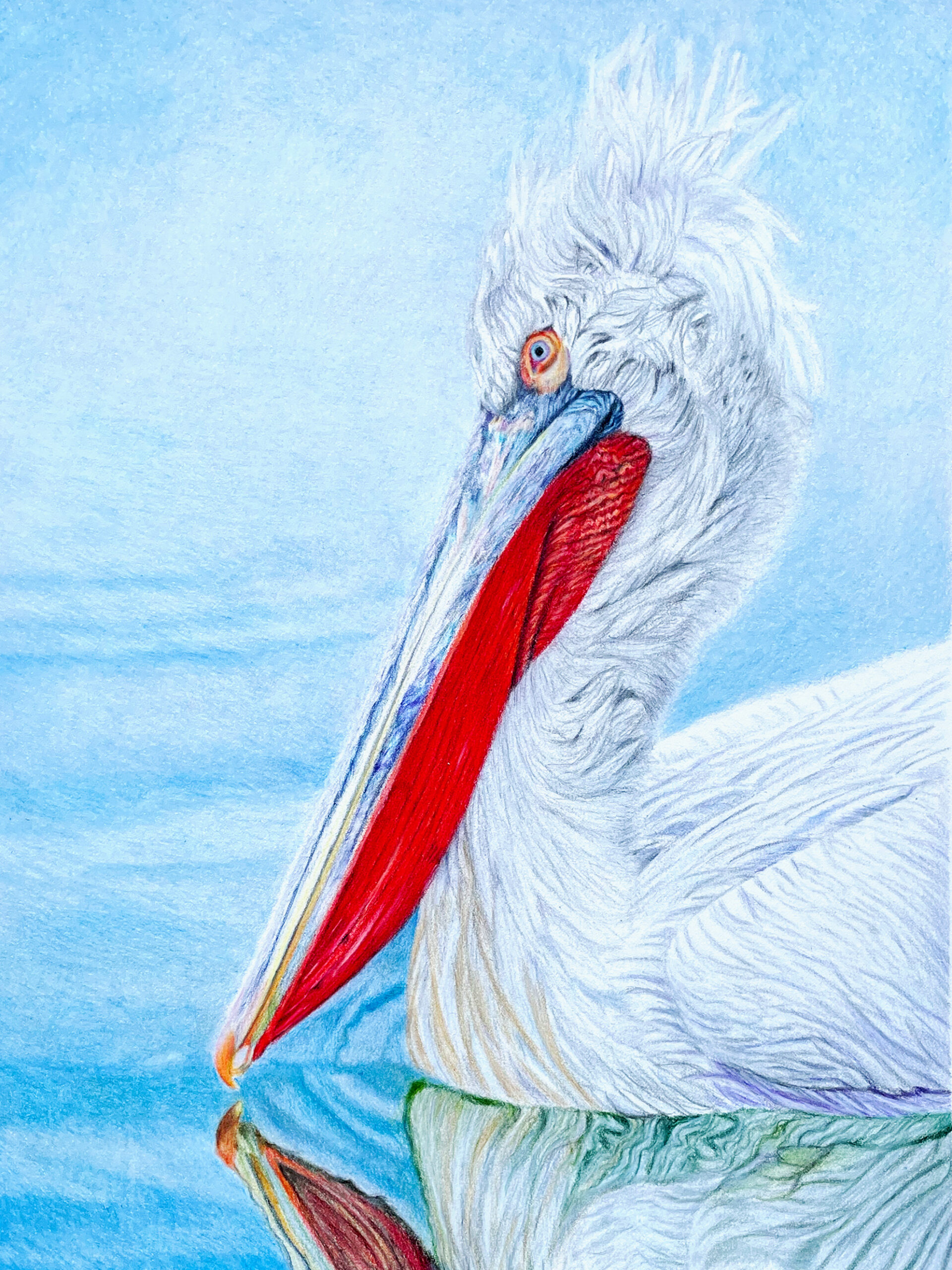 Colored pencil drawing of a Pelican on the water drawn by Jes Dickerson