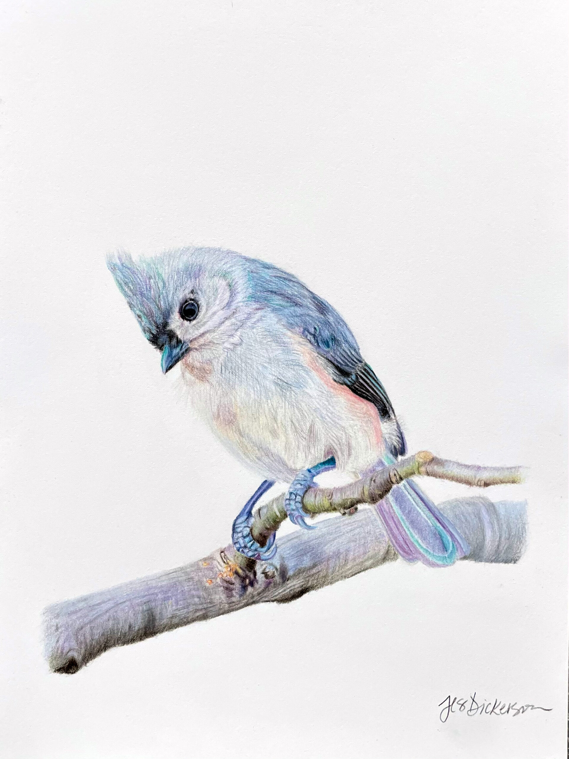 Colored pencil drawing of a titmouse drawn by Jes Dickerson