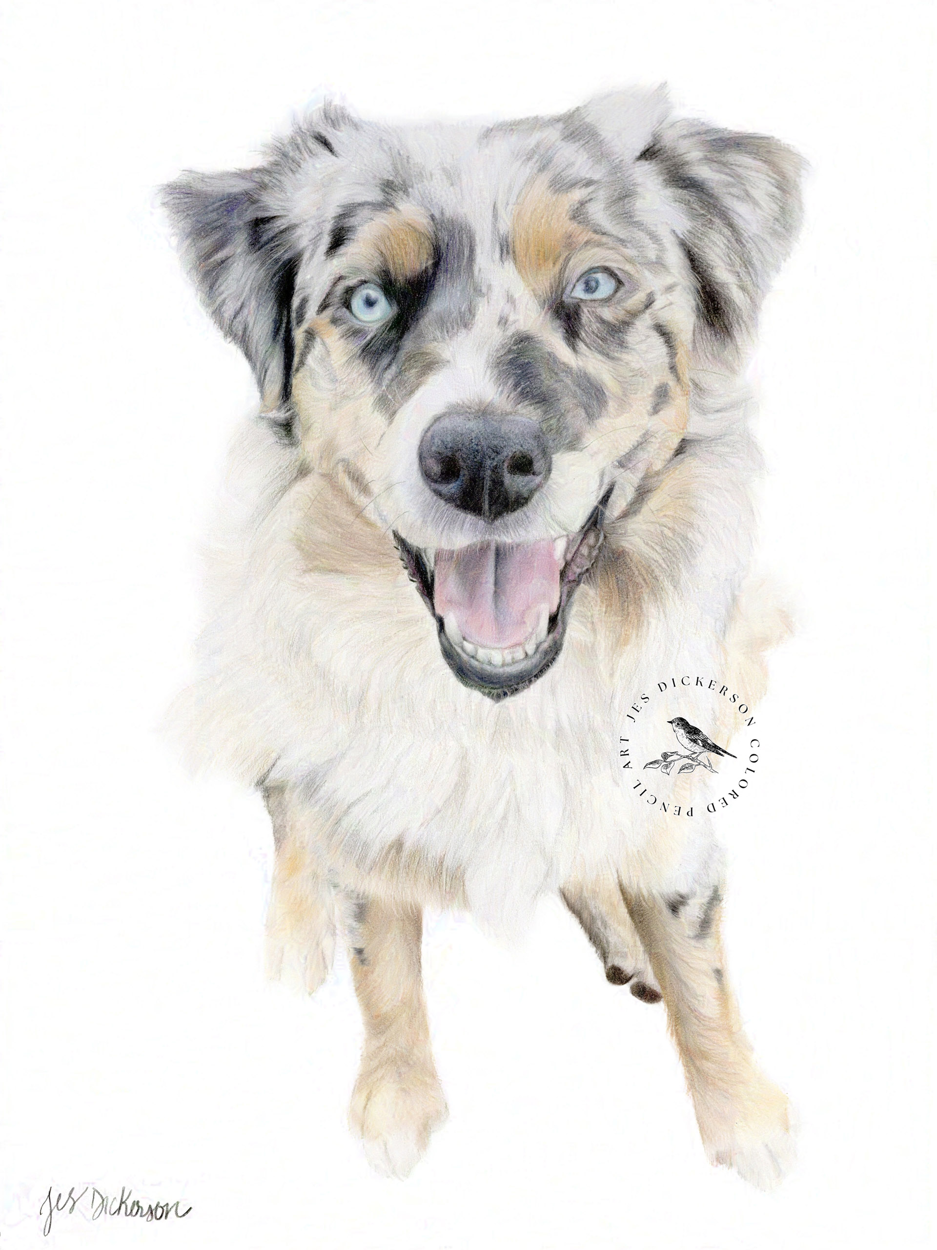 Gray, tan and white Australian Shepherd with blue eyes drawn in colored pencils.