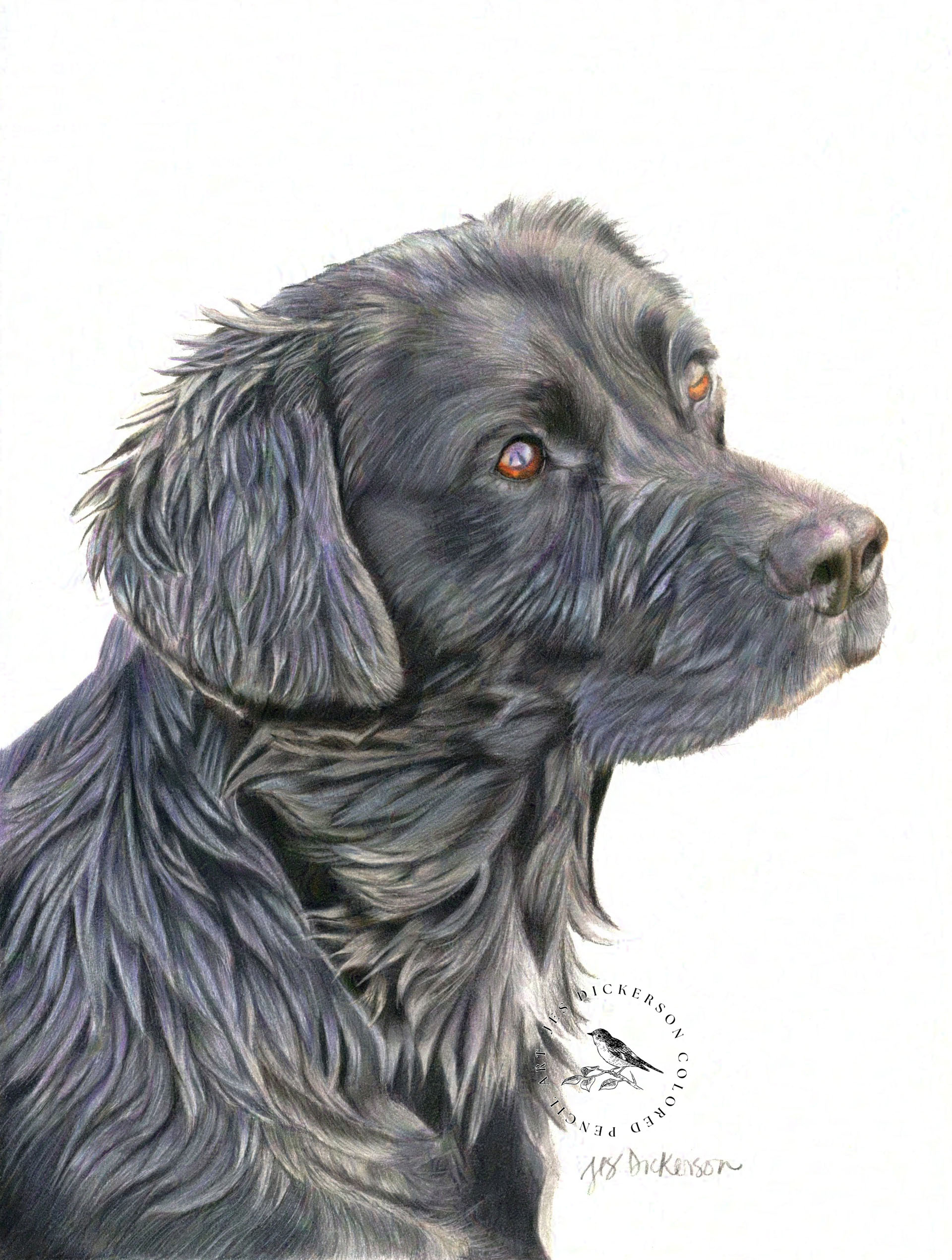Black labrador retriever portrait drawn in colored pencils.