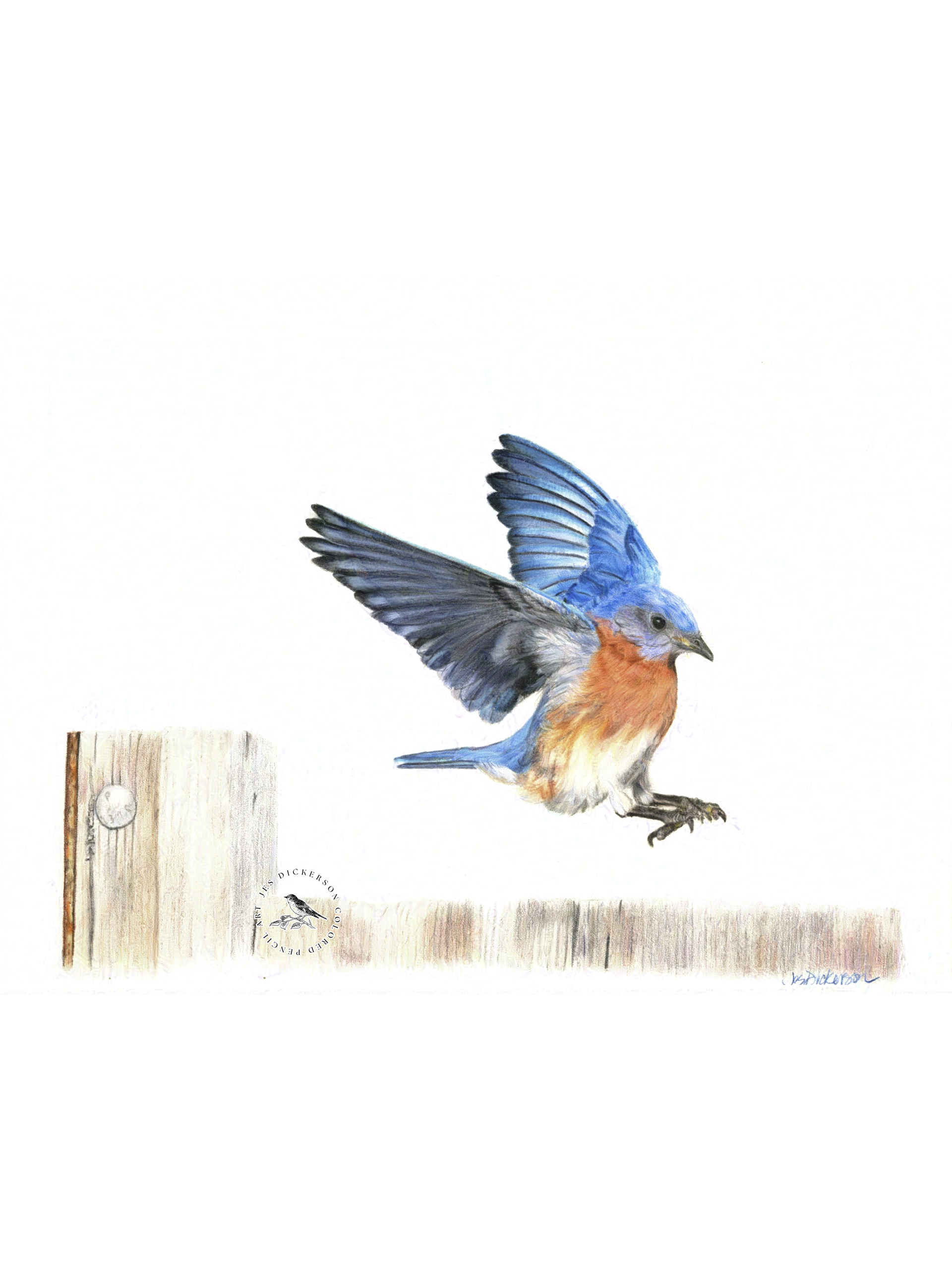 Colored pencil drawing of a male bluebird landing on a fence
