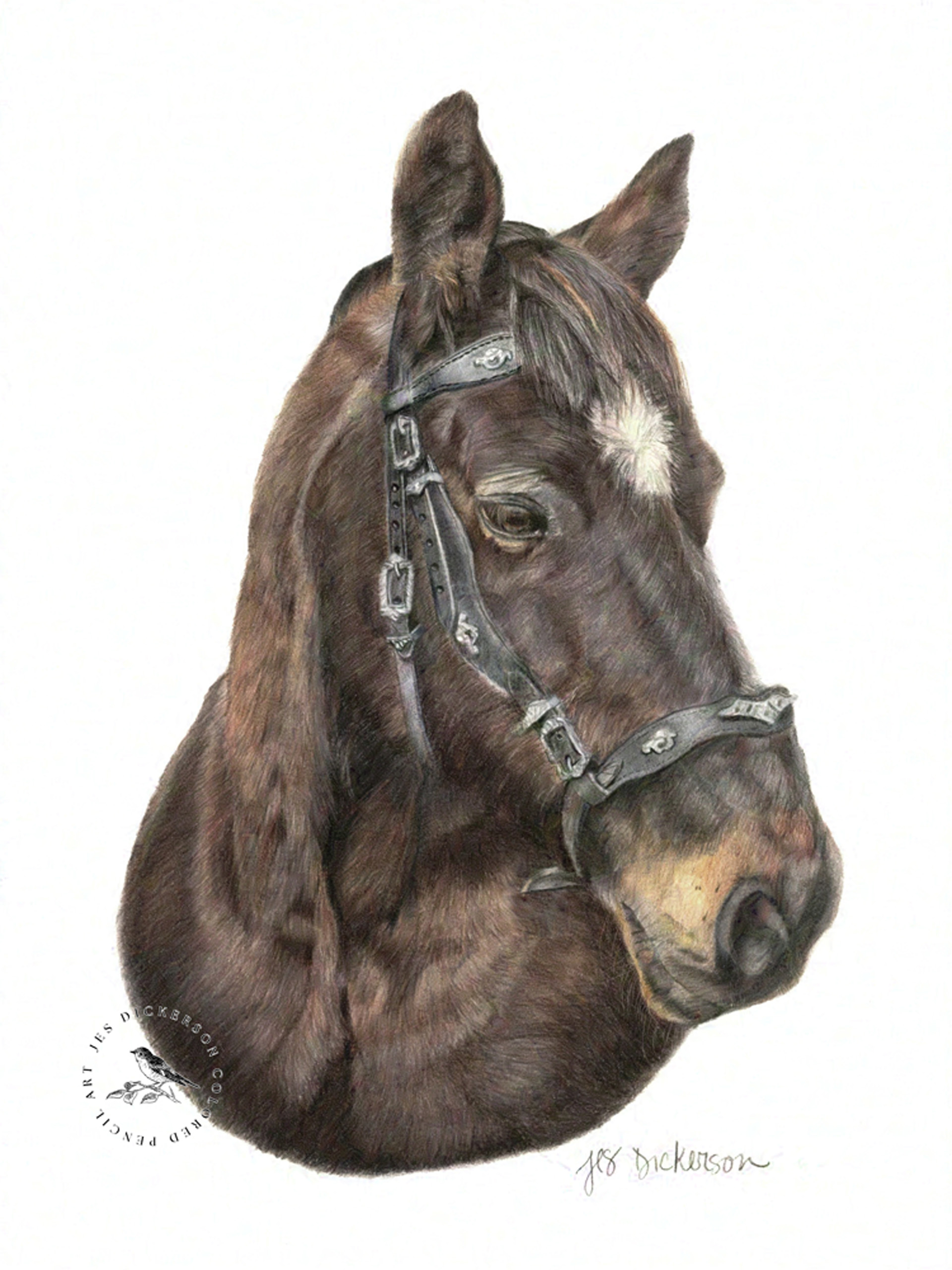 Brown horse with black and silver tackle drawn in colored pencil by Jes Dickerson Art