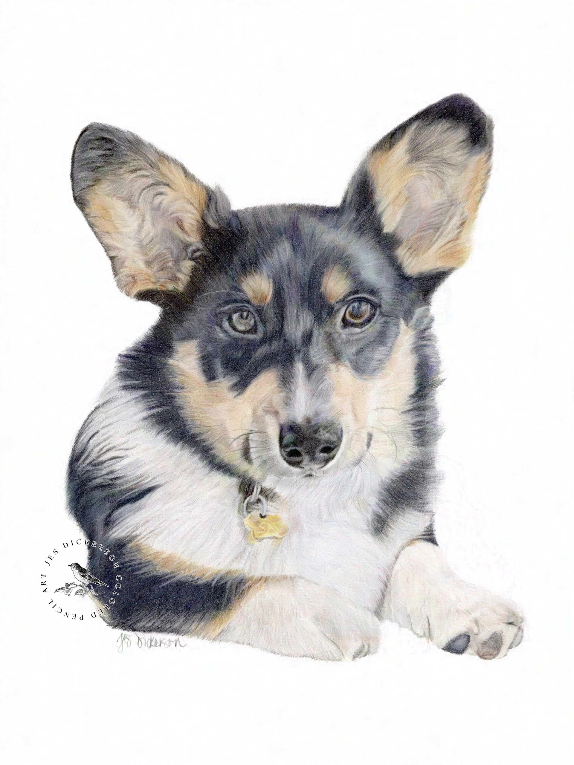 Black, white and tan corgi drawn in colored pencils by Jes Dickerson Art.