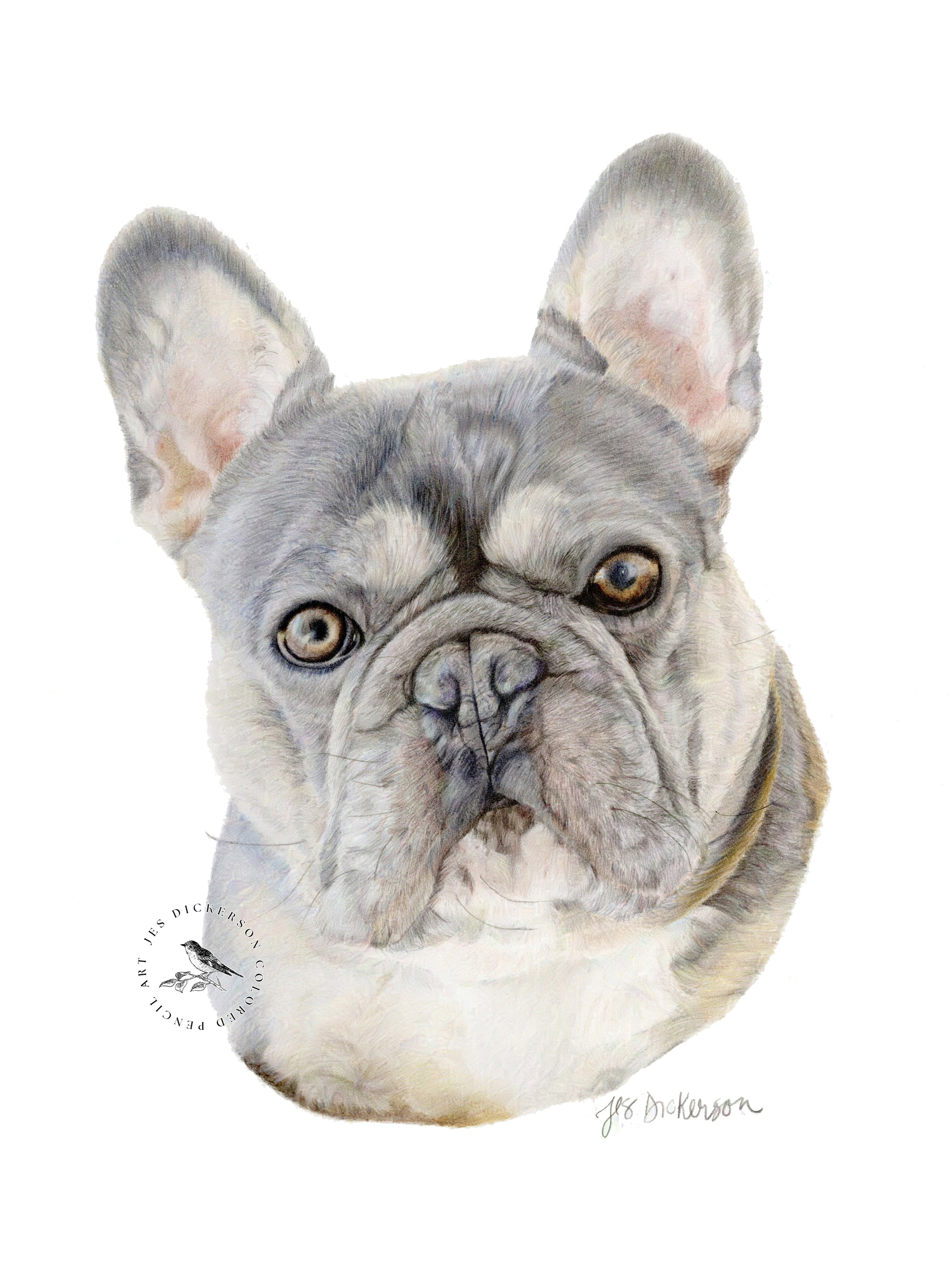 Gray French bulldog portrait drawn in colored pencils