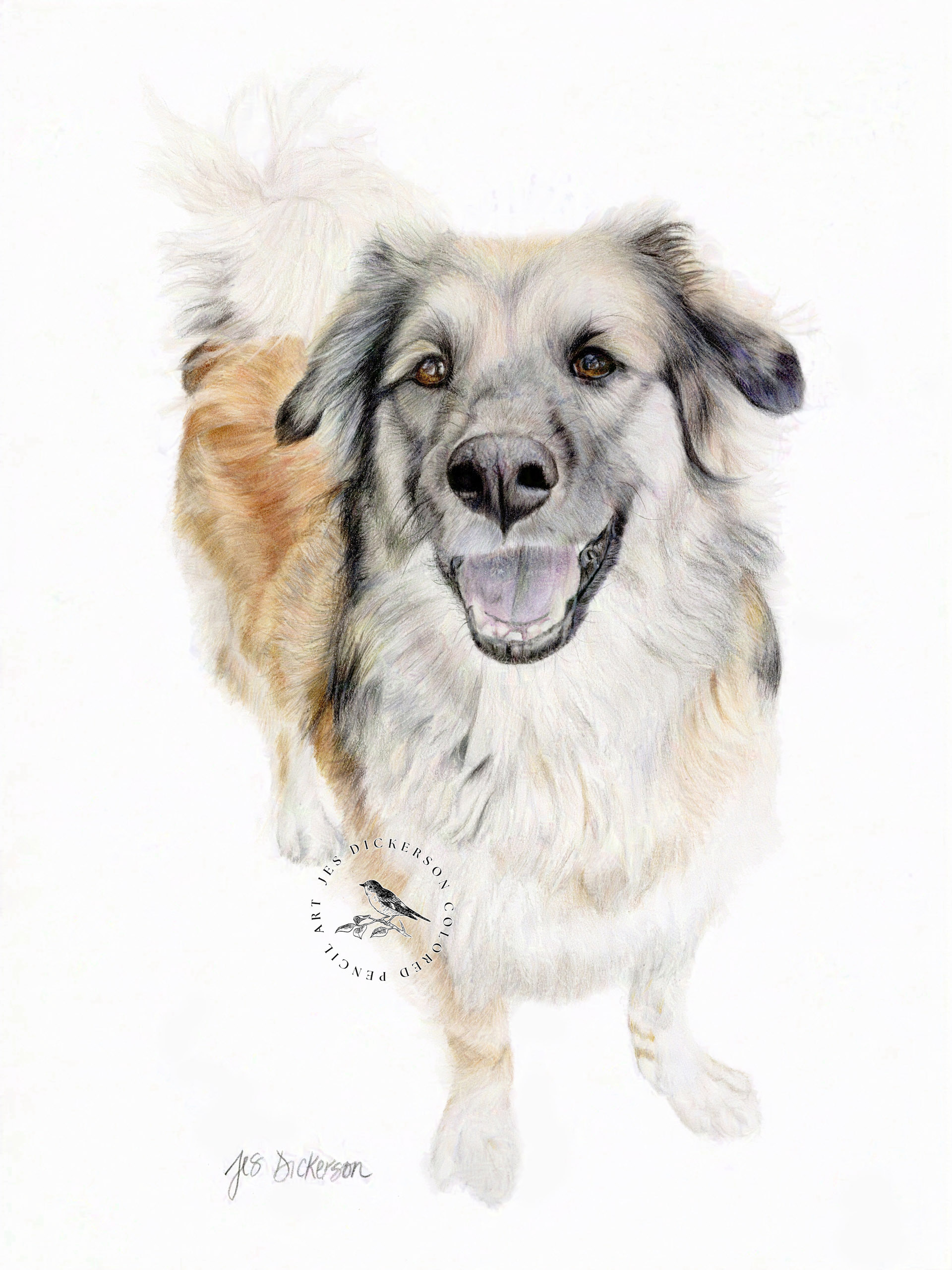 Tan, black, and white german shepherd mix dog portrait in colored pencils.