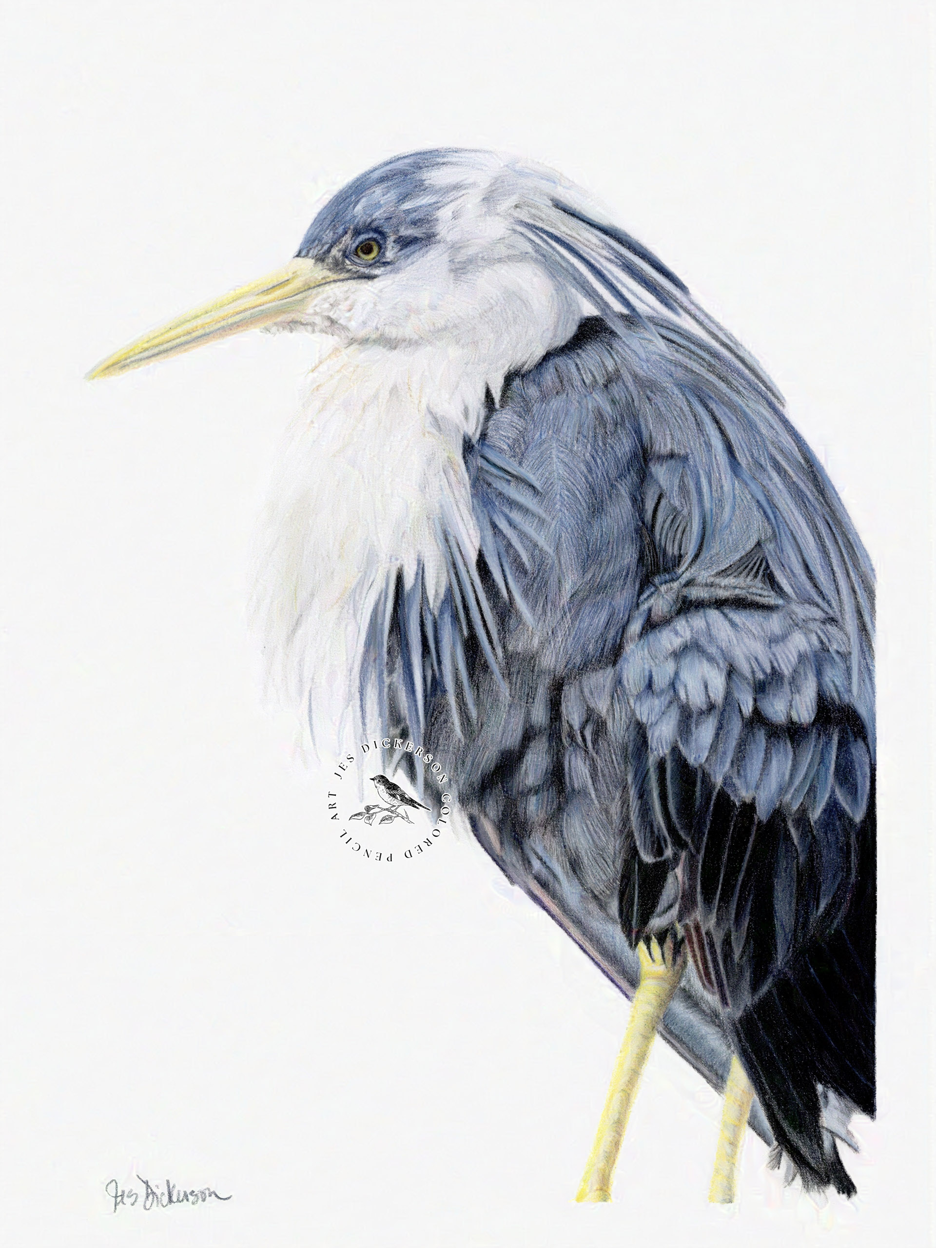 Blue, black and white pied heron drawn in colored pencils.