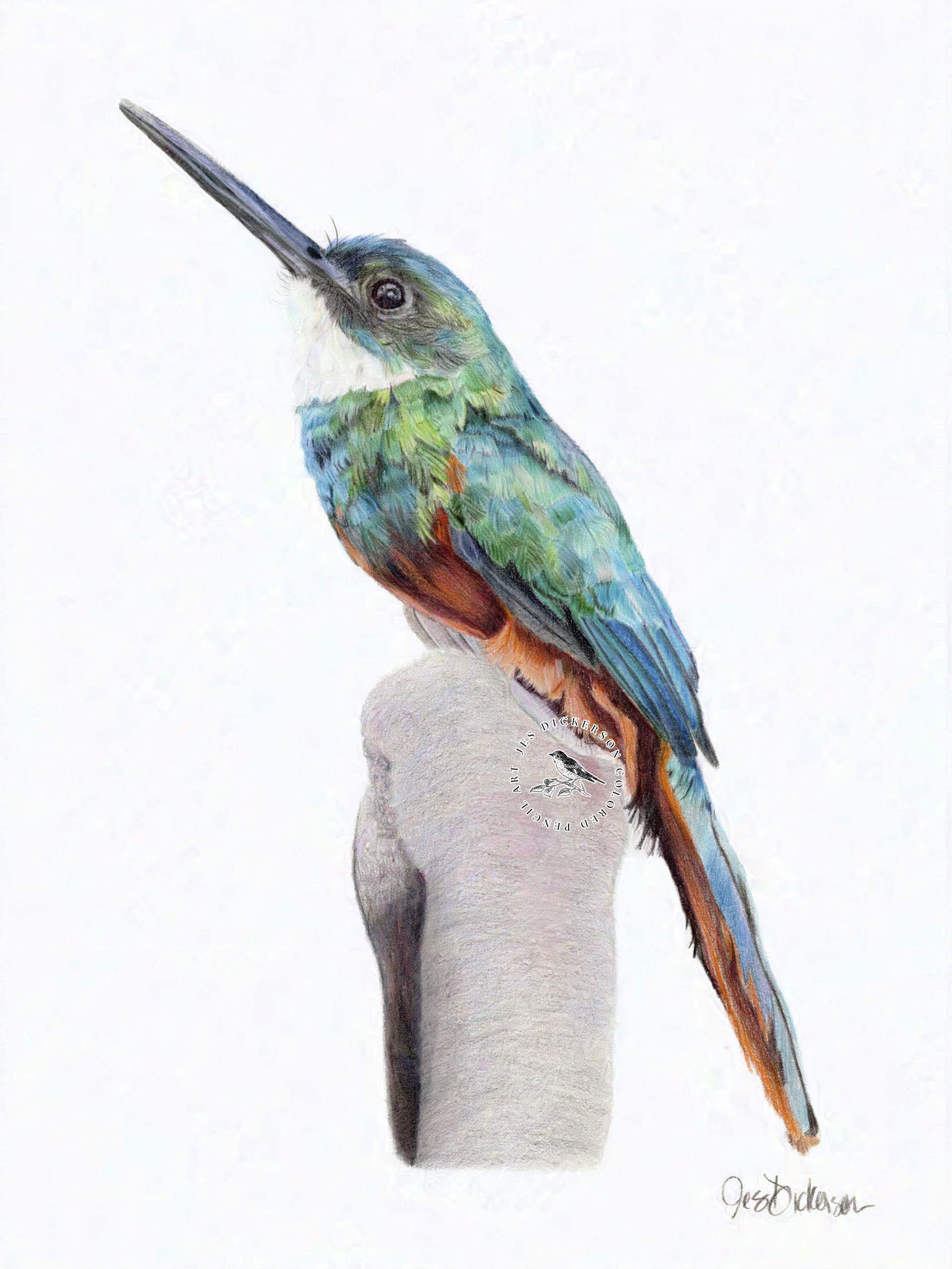 A green jacmar sitting on a branch drawn in colored pencils