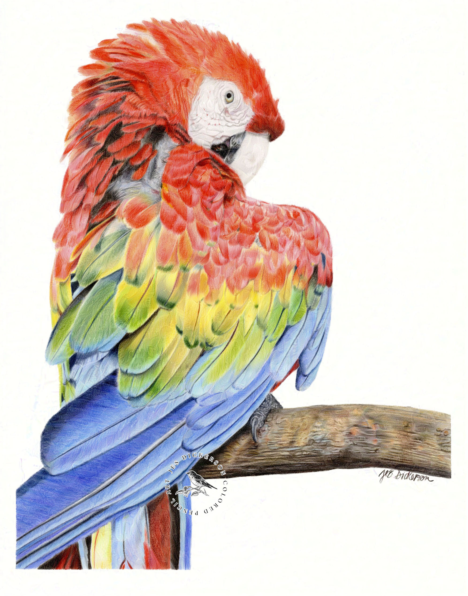 Portrait of a red macaw parrot drawn in colored pencils