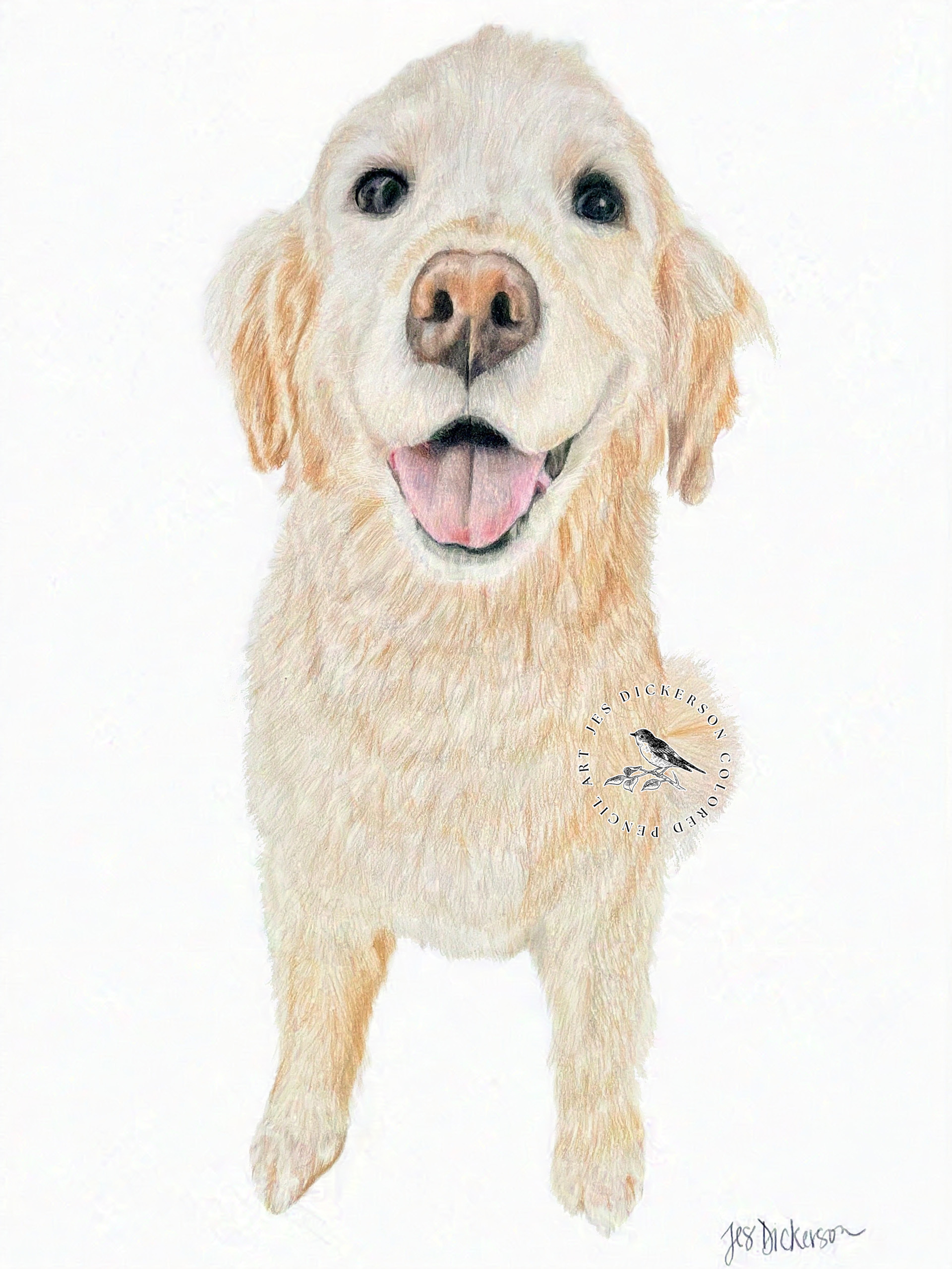 Colored pencil drawing of a golden retriever