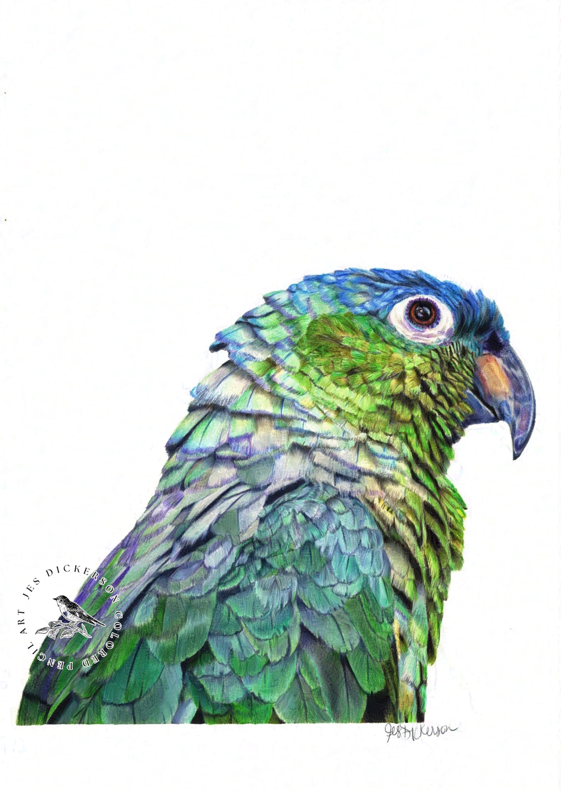 Colored pencil portrait of an Amazon mealy parrot