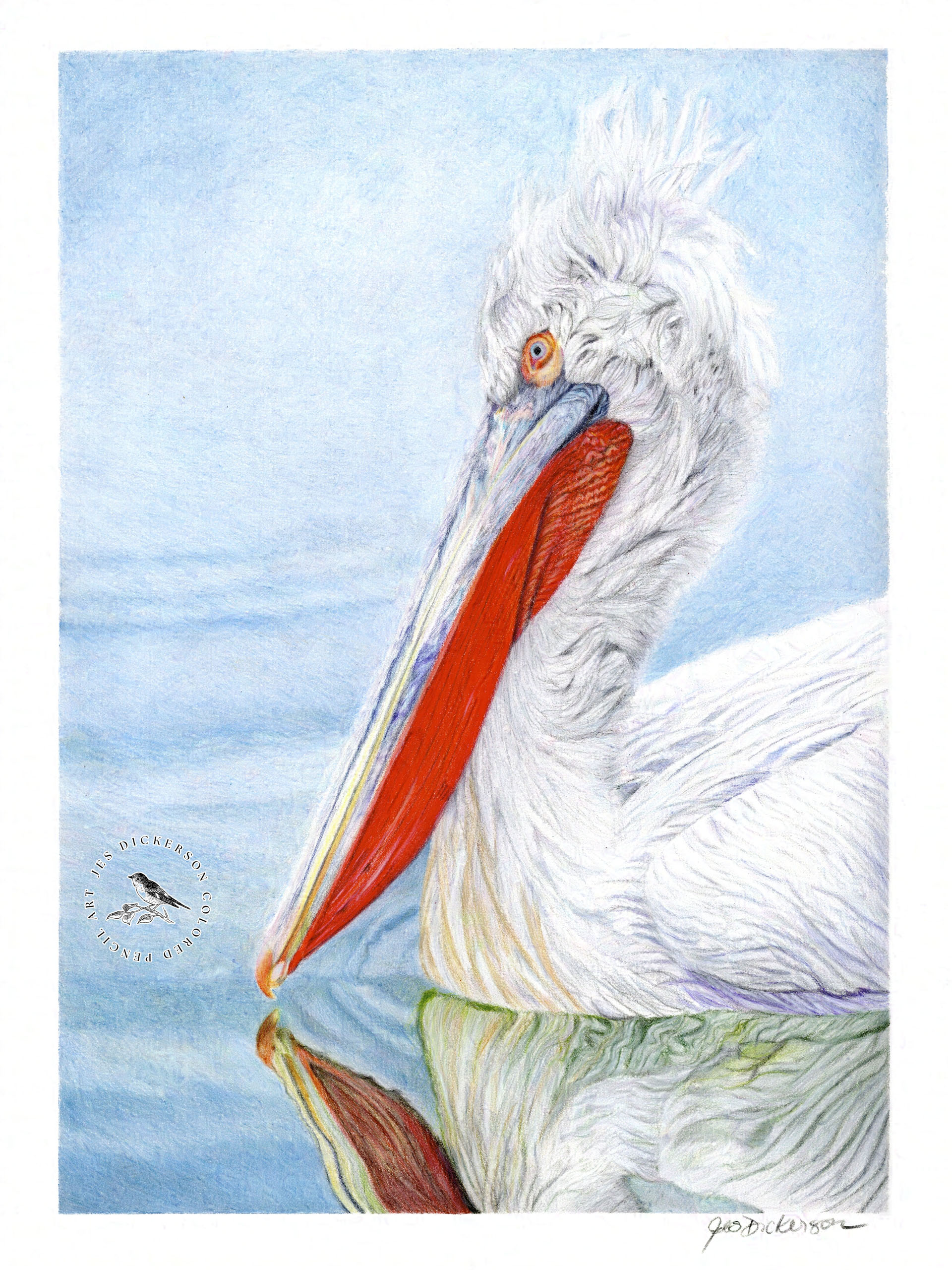 Colored pencil drawing of a Pelican on the water