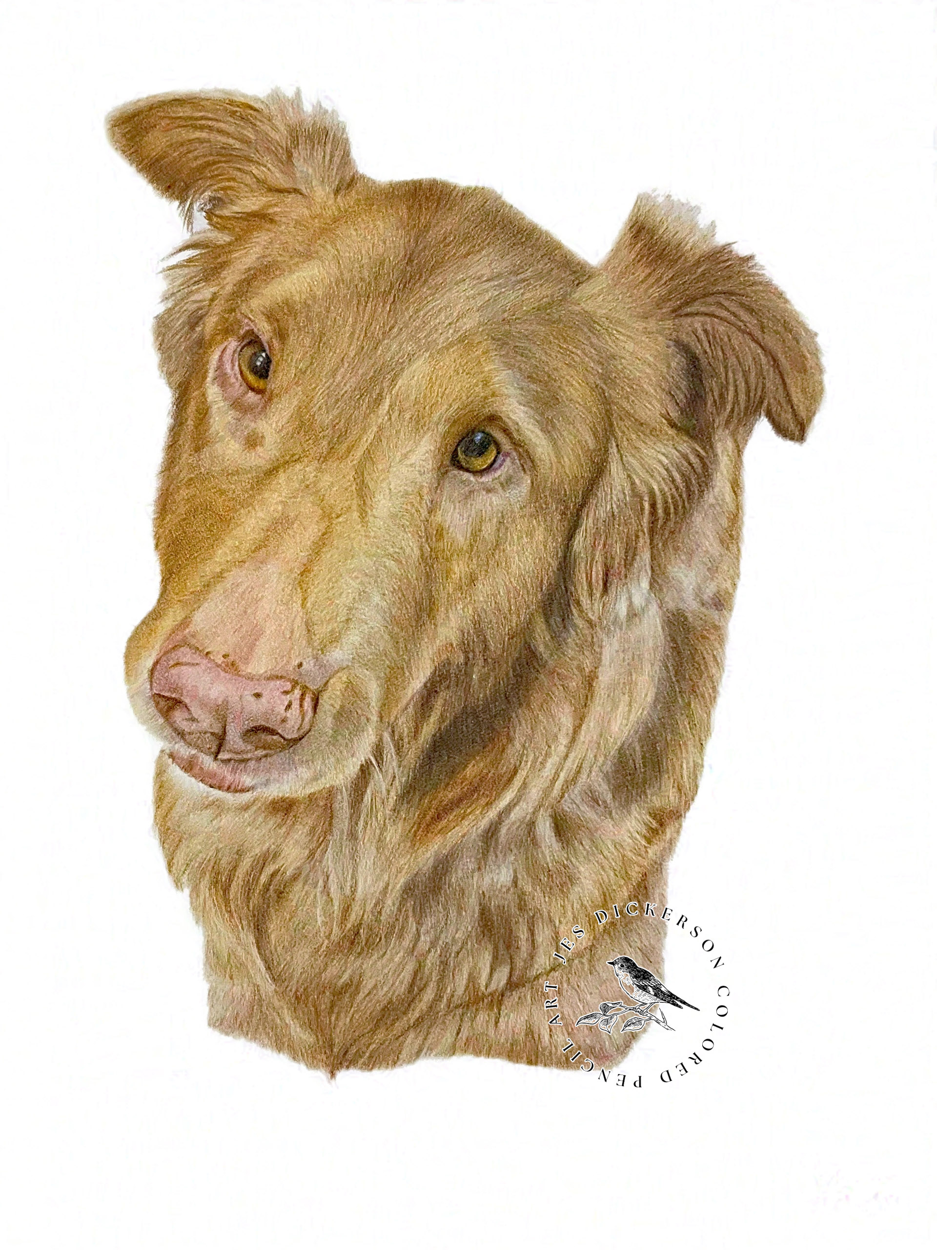 Colored pencil portrait of a red dog named Rufus
