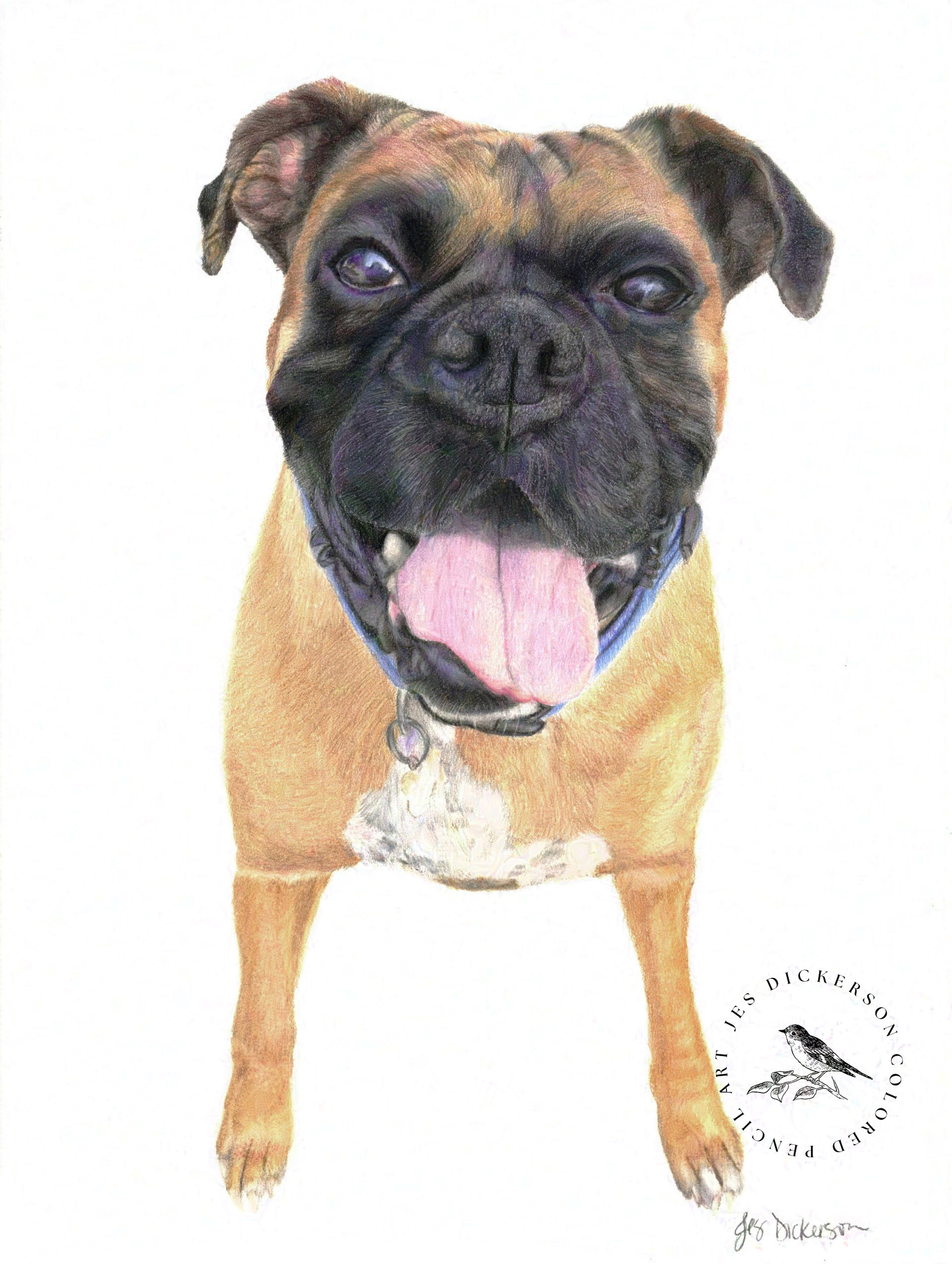 Colored pencil portrait of a brown boxer drawn by Jes Dickerson