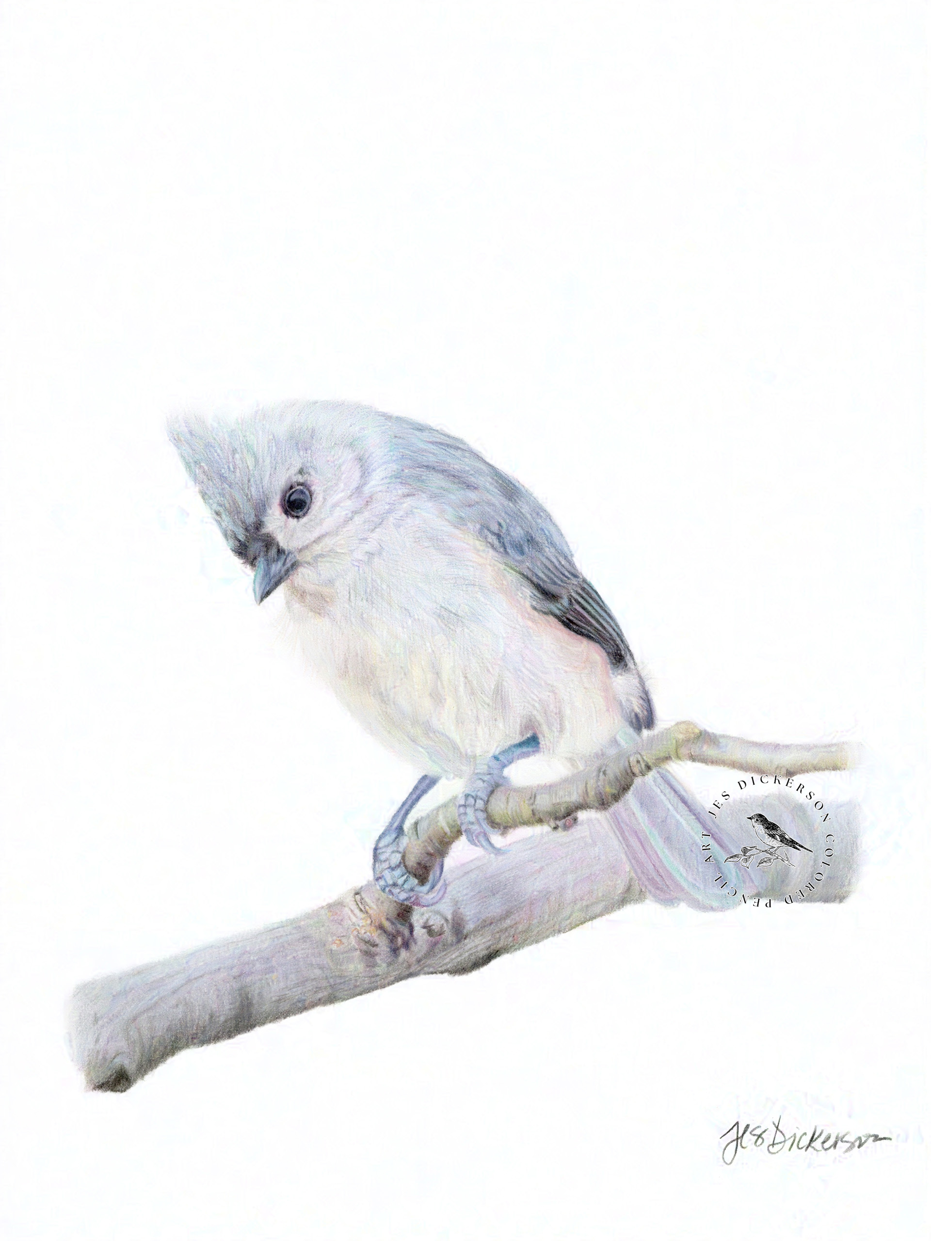 Colored pencil drawing of a titmouse drawn by Jes Dickerson