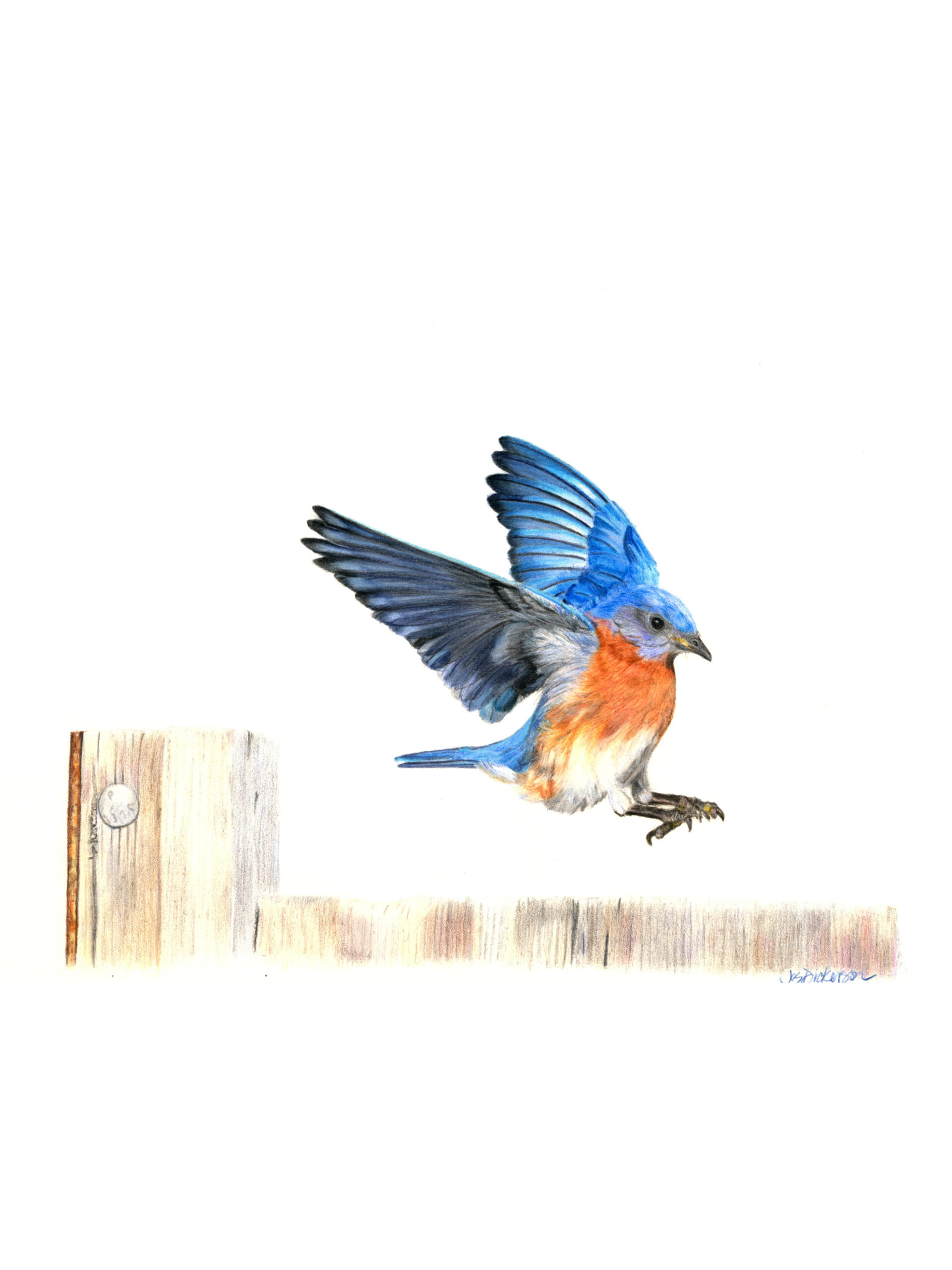 Colored pencil drawing of a bluebird landing on a fence by Jes Dickerson