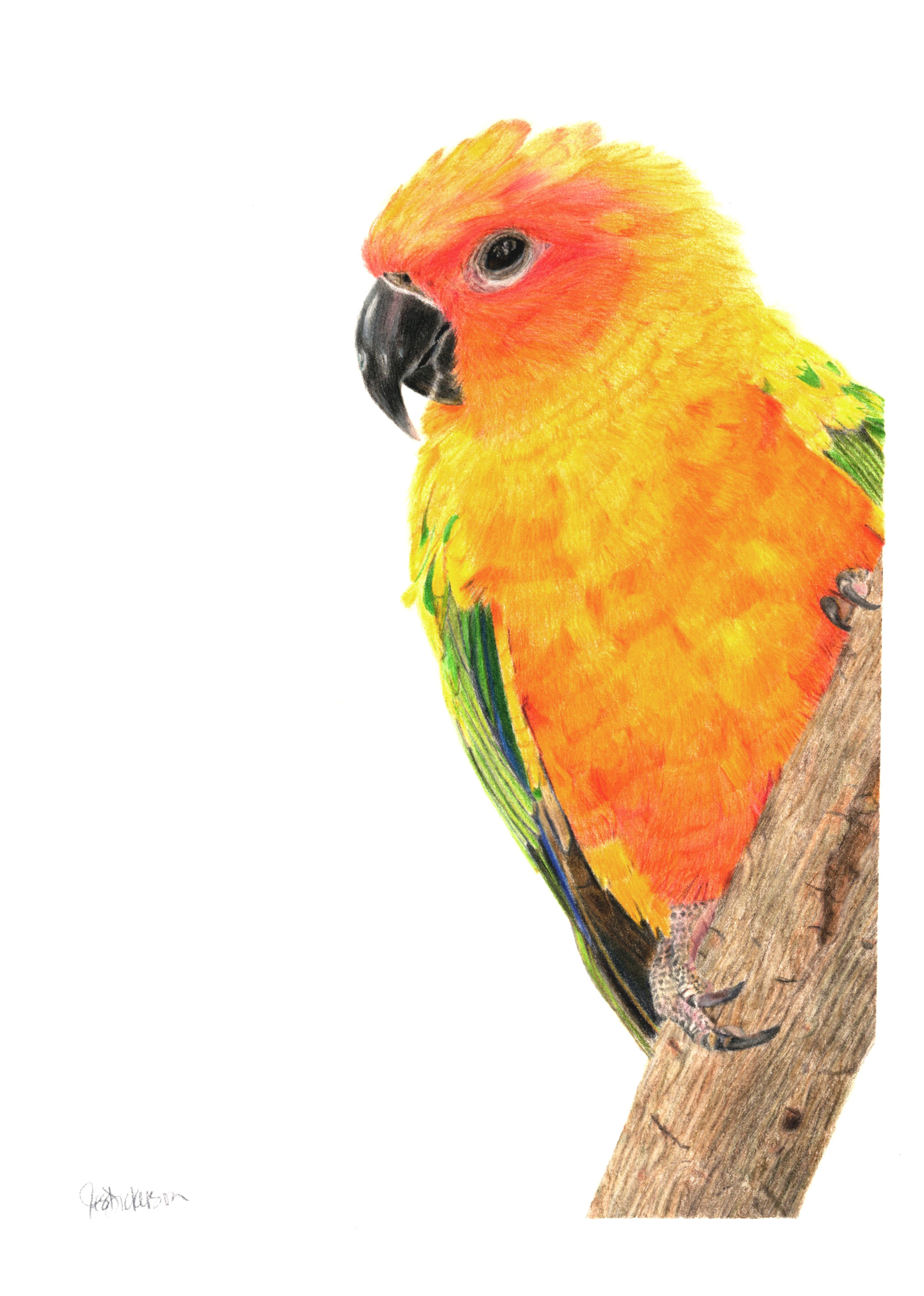 Colored pencil drawing of a sun conure by Jes Dickerson