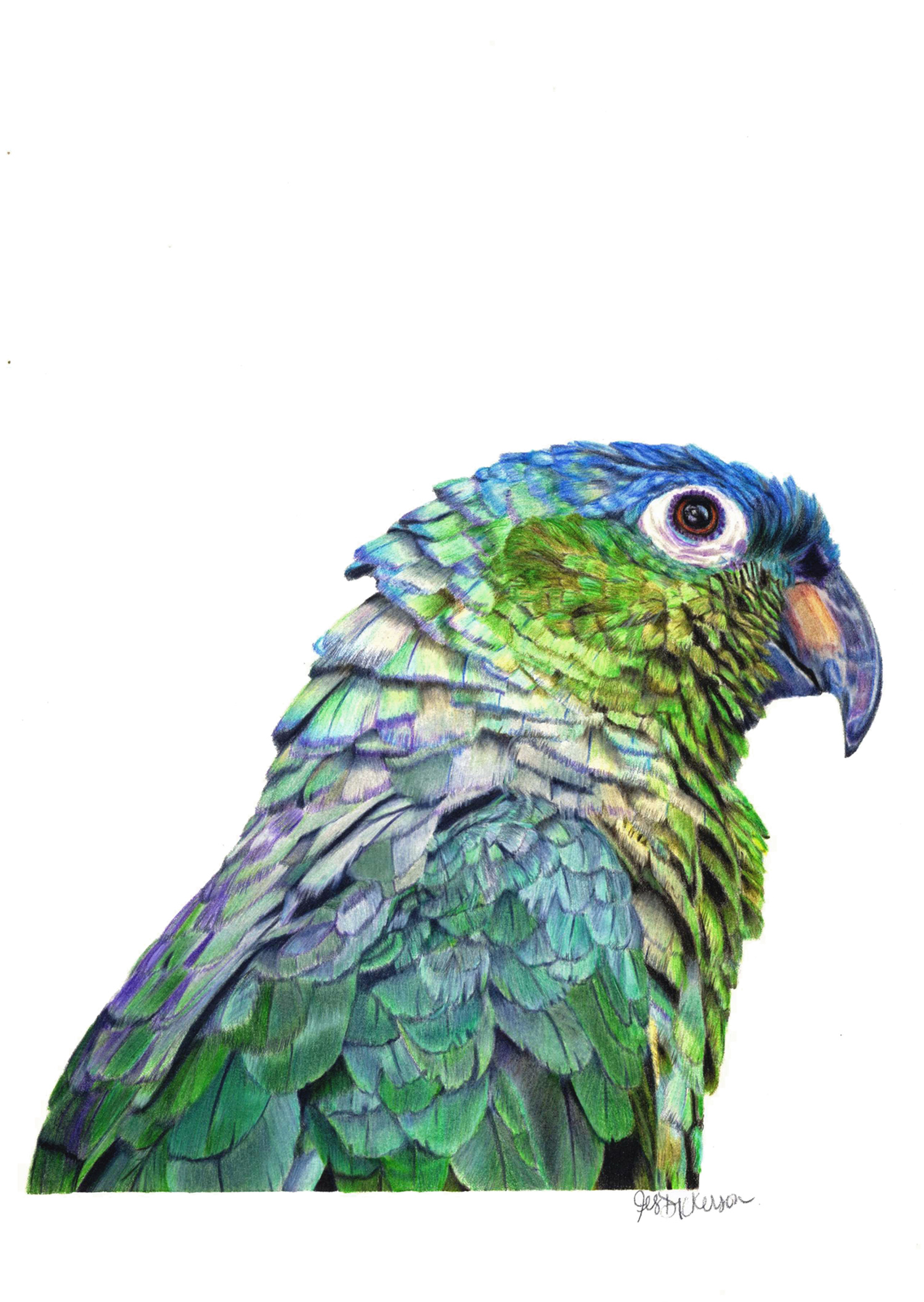 Colored pencil portrait of a mealy parrot
