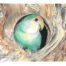 Colored pencil drawing of a peach-faced lovebird sitting in a tree hollow by Jes Dickerson