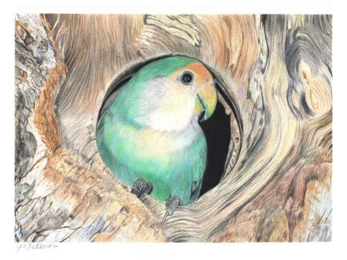 Colored pencil drawing of a peach-faced lovebird sitting in a tree hollow by Jes Dickerson
