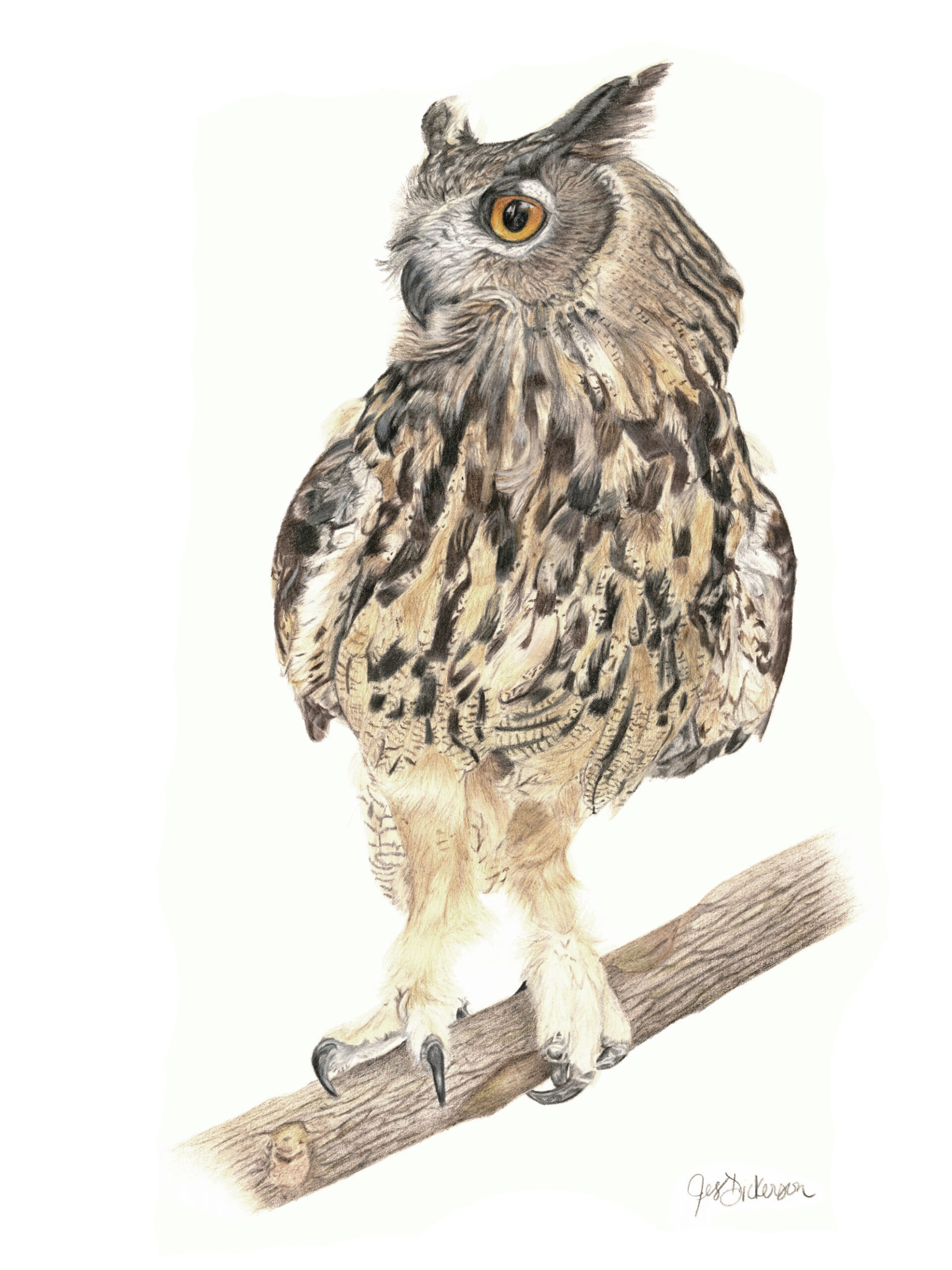 Colored pencil drawing of a European Eagle Owl by Jes Dickerson