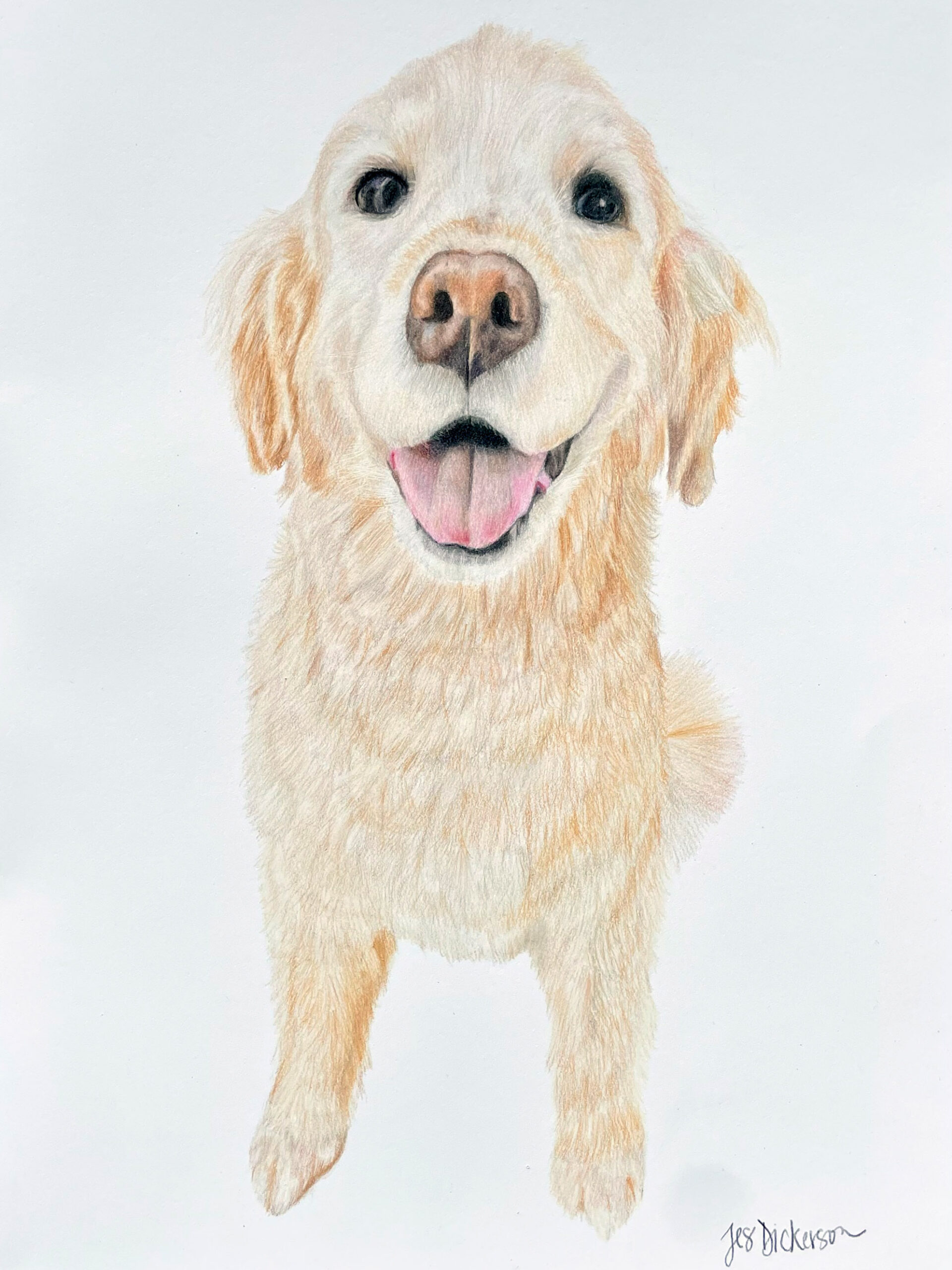 Colored pencil drawing of a golden retriever drawn by Jes Dickerson