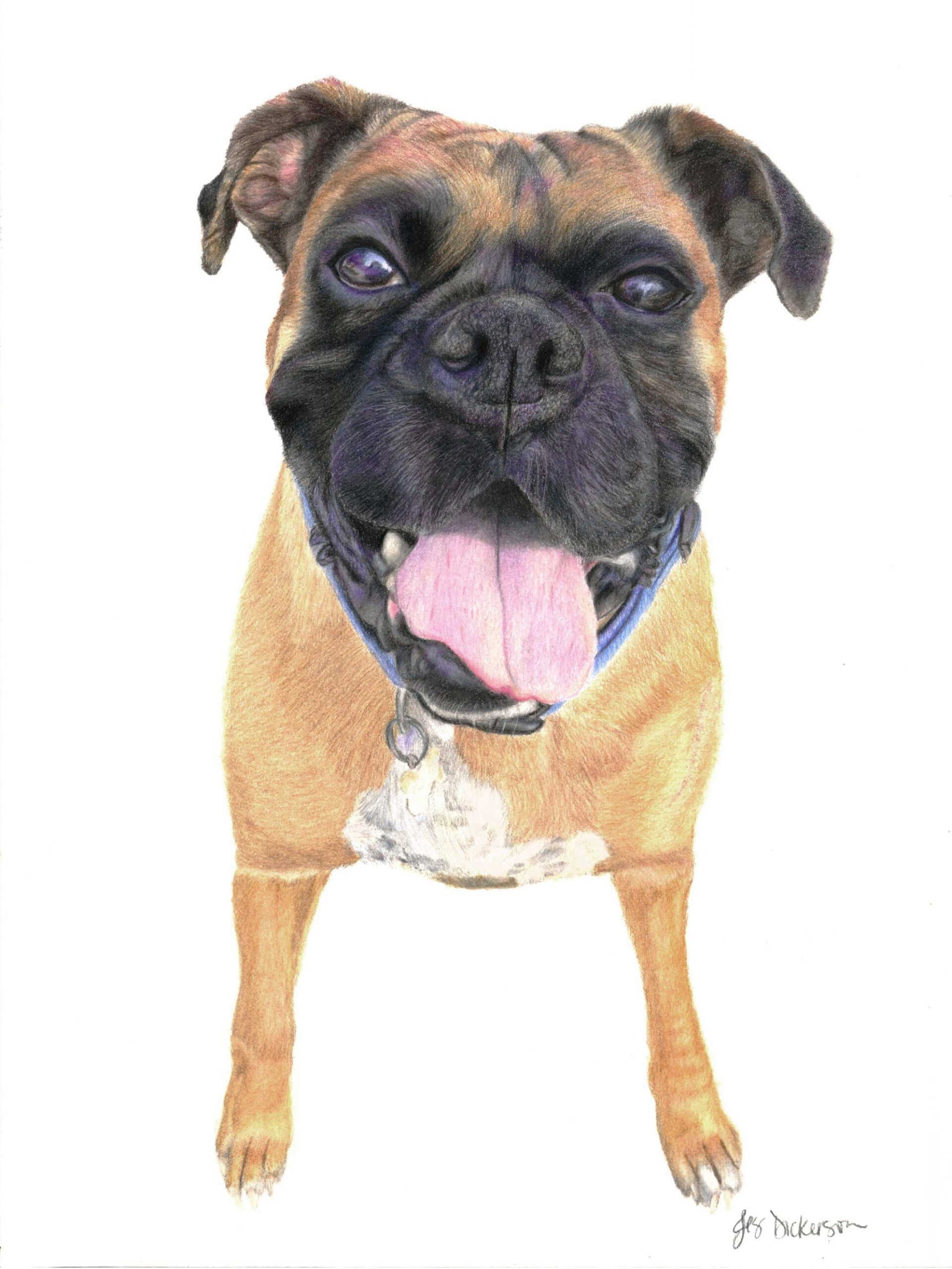 Colored pencil portrait of a brown boxer drawn by Jes Dickerson